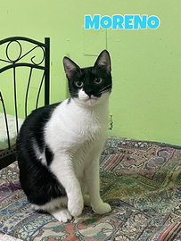Moreno gatto bianconero di 9 mesi