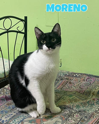 Moreno gatto bianconero di 9 mesi