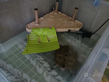 Tartaruga D'acqua