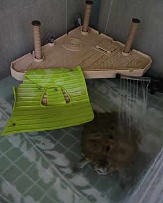 Tartaruga D'acqua