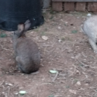 Conigli grandi maschi