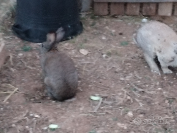 Conigli grandi maschi