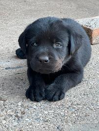 Cuccioli di Labrador retriver neri con pedigree