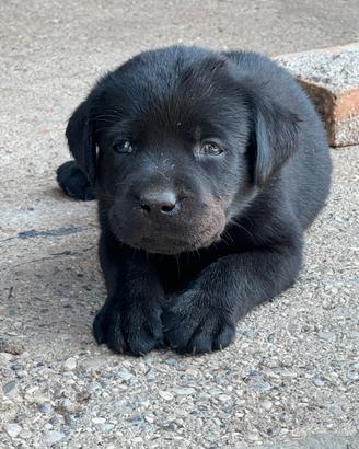 Cuccioli di Labrador retriver neri con pedigree