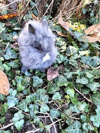 Coniglio testa di leone