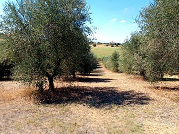 Oliveto 8.000 mq - 120 ulivi in produzione, pozzo