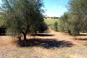 Oliveto 8.000 mq - 120 ulivi in produzione, pozzo