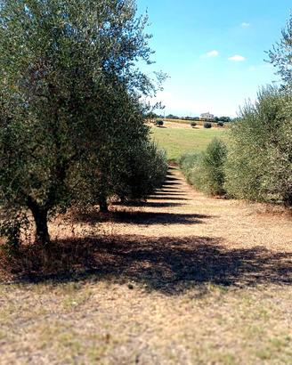 Oliveto 8.000 mq - 120 ulivi in produzione, pozzo