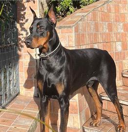 Dobermann