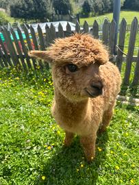 Alpaca
