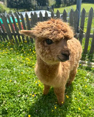 Alpaca