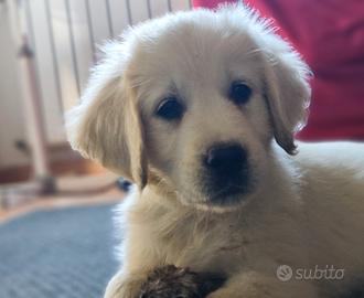 Golden retriever con pedigree