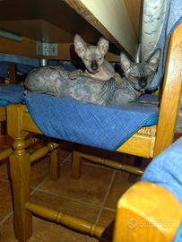 Cucciola di SPHYNX