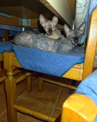 Cucciola di SPHYNX