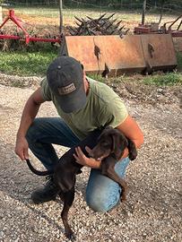 Bracco pointer X cocker spaniel