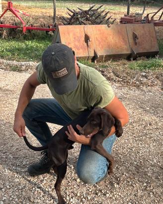 Bracco pointer X cocker spaniel