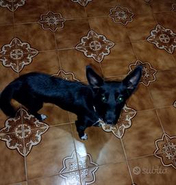 Jack Russell 