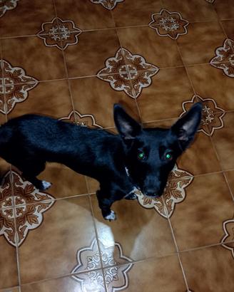 Jack Russell 