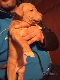 Cuccioli di Red Nose