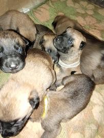 Cucciolo pastore belga Malinois