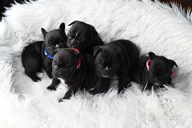 Cuccioli di bulldog francese