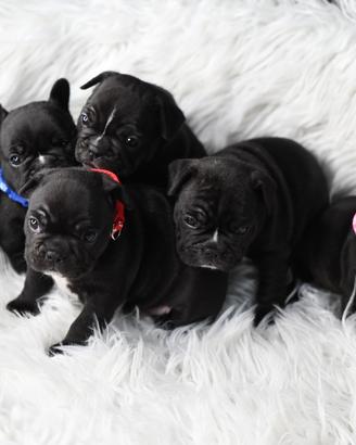 Cuccioli di bulldog francese