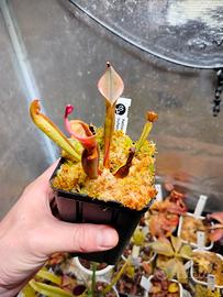Heliamphora Nutans 