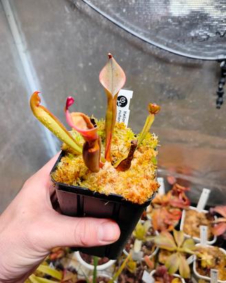 Heliamphora Nutans 