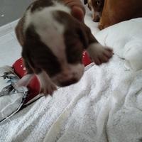 Pitbull ukc