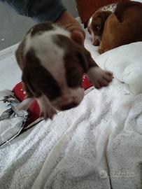 Pitbull ukc
