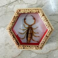 Scorpione del deserto in teca di legno con vetro 
