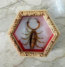 Scorpione del deserto in teca di legno con vetro 
