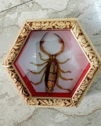 Scorpione del deserto in teca di legno con vetro 
