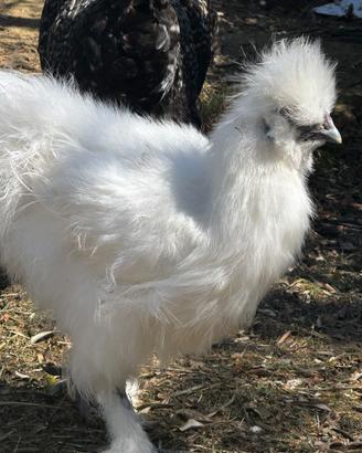 Gallo Moroseta