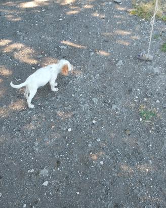 Cuccioli di setter inglesi