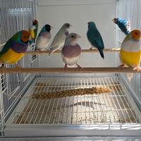 Diamanti di Gould