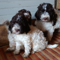 Cuccioli di Lagotto Romagnolo con pedigree