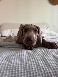 Cucciolo di weimaraner