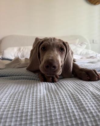 Cucciolo di weimaraner