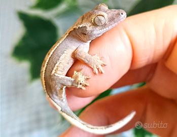 Geco  baby Correlophus Ciliatus Crestato