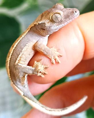 Geco  baby Correlophus Ciliatus Crestato