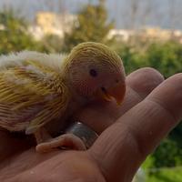 Inseparabile da inbecco