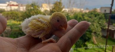 Inseparabile da inbecco