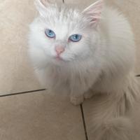 Gatto angora