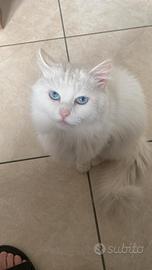 Gatto angora