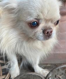 Chihuahua adulto ipertipico