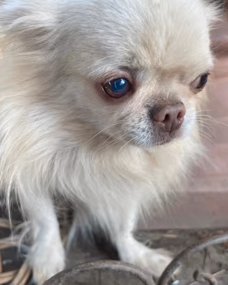Chihuahua adulto ipertipico