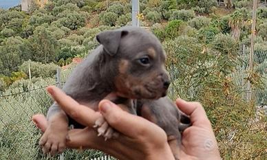 Pitbull