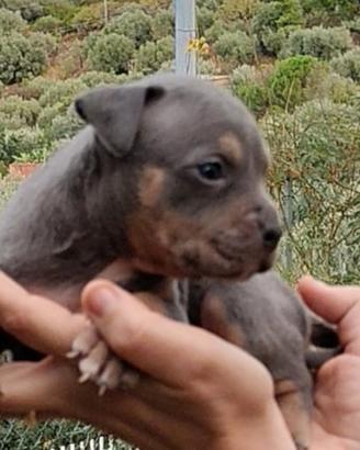 Pitbull