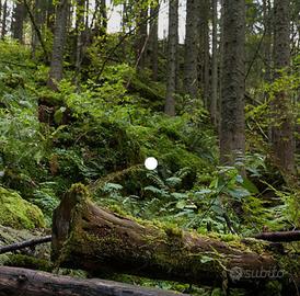  servizio si pulizia di taglio boschi piante 